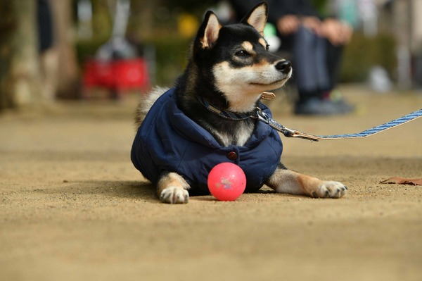 「柴公園」（C）2019「柴公園」製作委員会