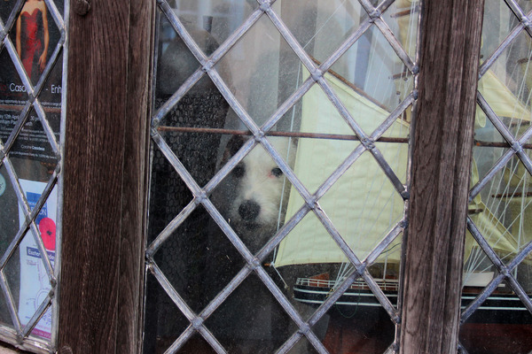 「De Vere House」窓から犬が