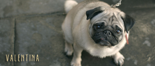 『バレンティナ』年末年始アンコール配信