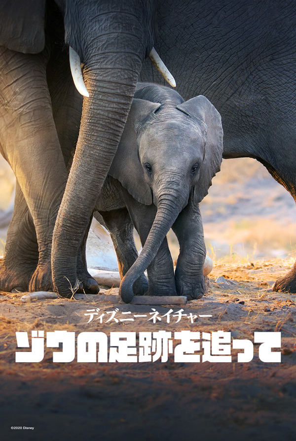 Disney+配信『ディズニーネイチャー／ゾウの足跡を追って』（C） 2020　Disney