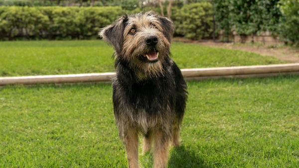 『わんわん物語』（C）2020 Disney