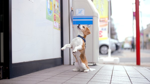 au「意識高すぎ！高杉くん」新TVCM「アルバイター」篇