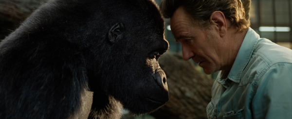 『ゴリラのアイヴァン』（C）2020 Disney