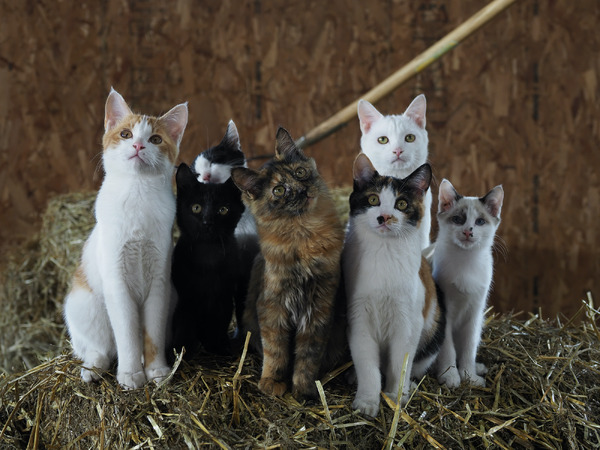 『劇場版 岩合光昭の世界ネコ歩き　あるがままに、水と大地のネコ家族』　(C)「劇場版 岩合光昭の世界ネコ歩き2」製作委員会　(C) Mitsuaki Iwago