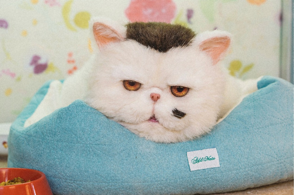 「おじさまと猫」（C）「おじさまと猫」製作委員会　