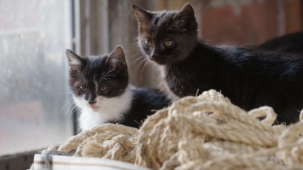 『劇場版 岩合光昭の世界ネコ歩き　あるがままに、水と大地のネコ家族』　(C)「劇場版 岩合光昭の世界ネコ歩き2」製作委員会　(C) Mitsuaki Iwago