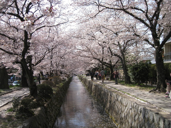 『津波そして桜』