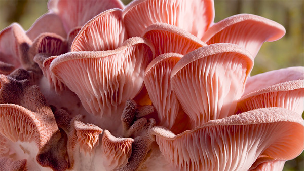 『素晴らしき、きのこの世界』(C)2018, Fantastic Fungi, LLC