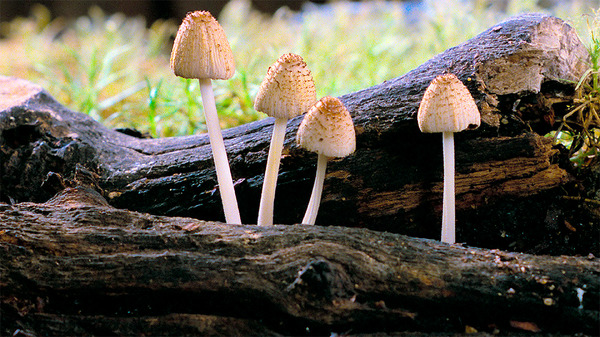 『素晴らしき、きのこの世界』(C)2018, Fantastic Fungi, LLC