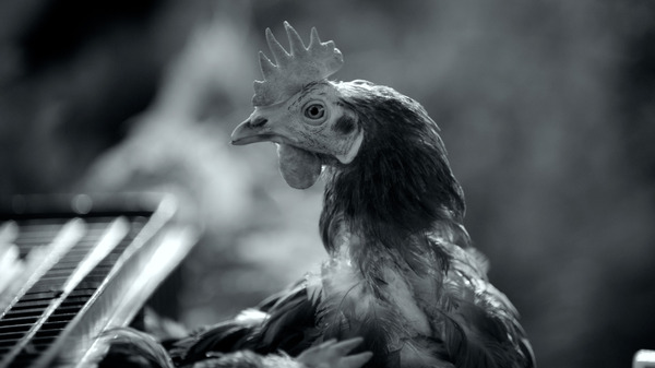 『GUNDA／グンダ』（C）2020 Sant & Usant Productions. All rights reserved.