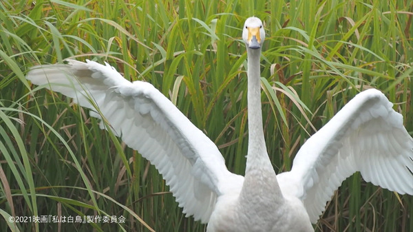 『私は白鳥』