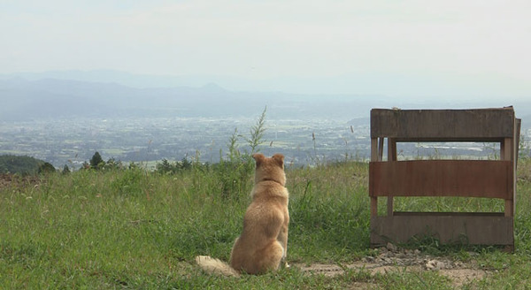 『犬と猫と人間と2　動物たちの大震災』 -(C) 宍戸大裕