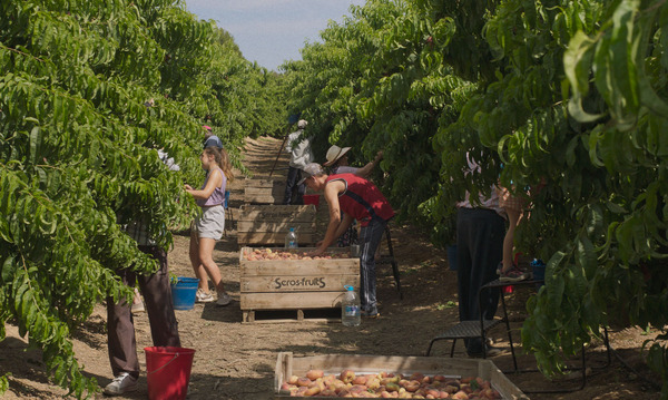 『太陽と桃の歌』© 2022 AVALON PC / ELASTICA FILMS / VILAÜT FILMS / KINO PRODUZIONI / ALCARRÀS FILM AI