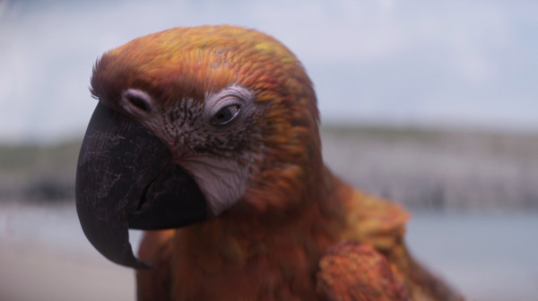 『終わりの鳥』©DEATH ON A TUESDAYLLC/THE BRITISH FILM INSTITUTE/BRITISH BROADCASTING CORPORATION 2024