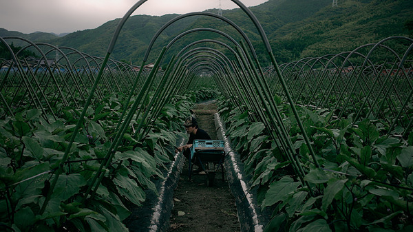 『茄子の丑』（Oxplant ）