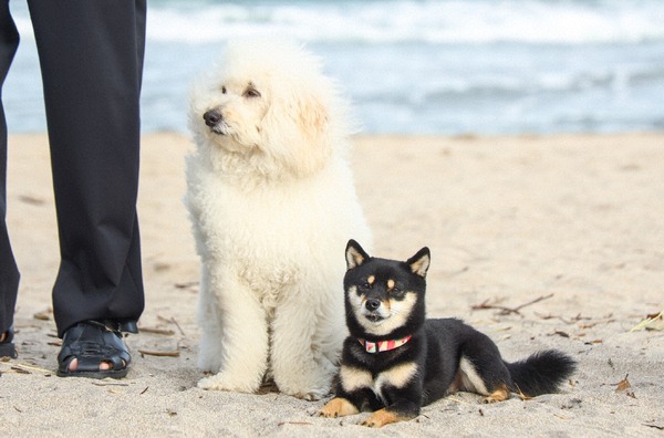 「初恋DOGｓ」第2話