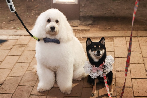 「初恋DOGs」第4話（C）TBS