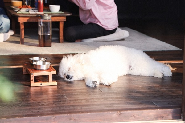 「初恋DOGs」5話