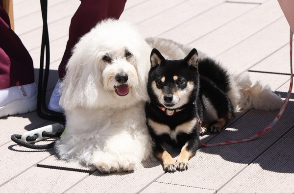 「初恋DOGs」第6話 ©TBS