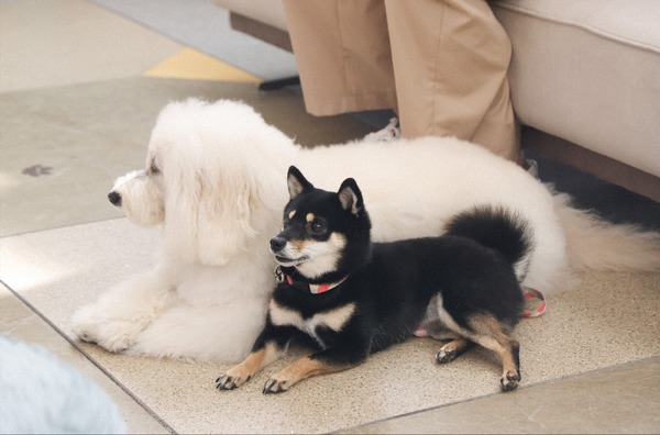 「初恋DOGs」第7話 ©TBS