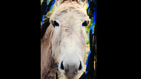 『シナリオ』』© Écran noir productions - Arte France - Nekojarashi/Roadstead