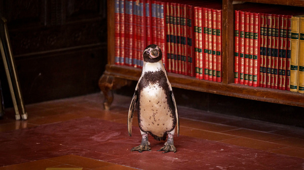 『ペンギン・レッスン』