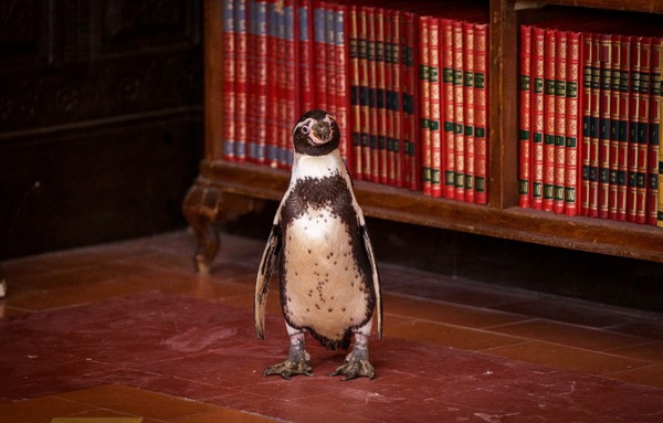 『ペンギン・レッスン』