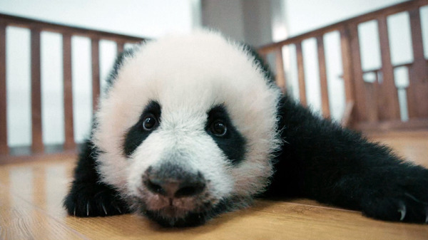 『パンダのすごい世界』