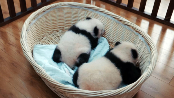 『パンダのすごい世界』