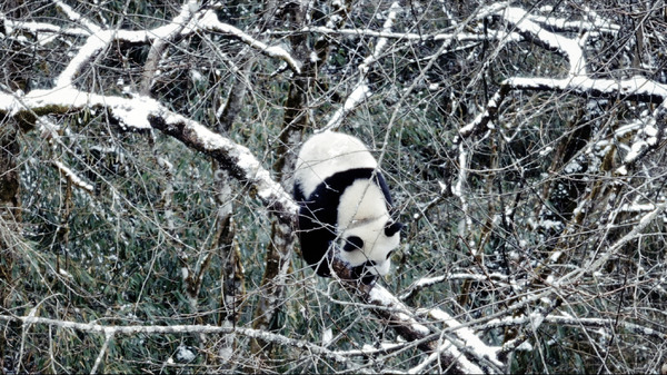 『パンダのすごい世界』