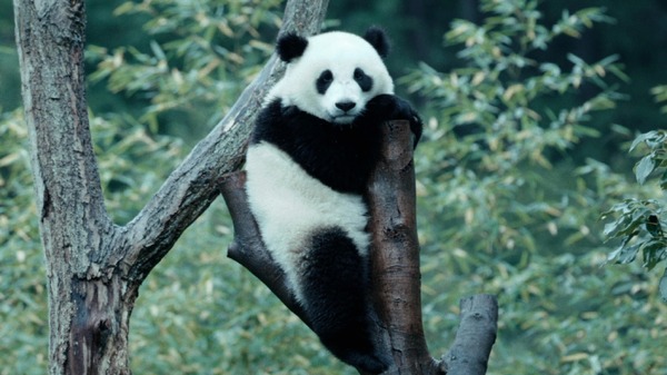 『パンダのすごい世界』