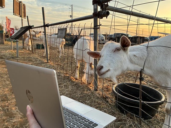 予告鑑賞中の加藤牧場のヤギさん