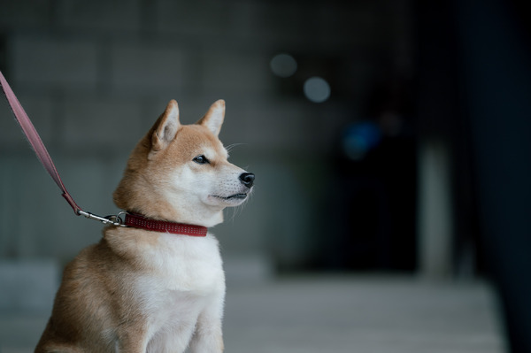 「冬のなんかさ、春のなんかね」3話©日テレ