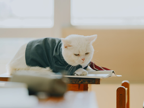 『高校生家族』©仲間りょう／集英社　©2026 映画「高校生家族」製作委員会