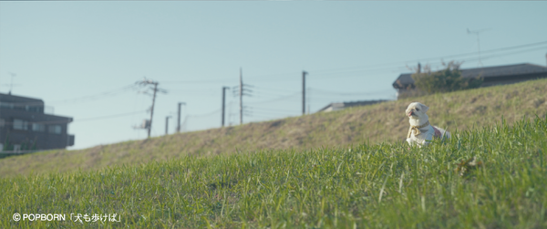 『犬も歩けば』