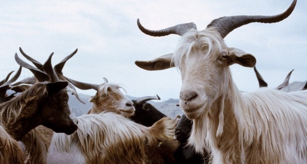 『四つのいのち』(C) 2010 VIVO FILM, ESSENTIAL FILMPRODUKTION, INVISIBILE FILM, VENTURA FILM