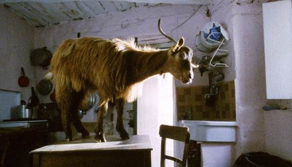 『四つのいのち』(C) 2010 VIVO FILM, ESSENTIAL FILMPRODUKTION, INVISIBILE FILM, VENTURA FILM