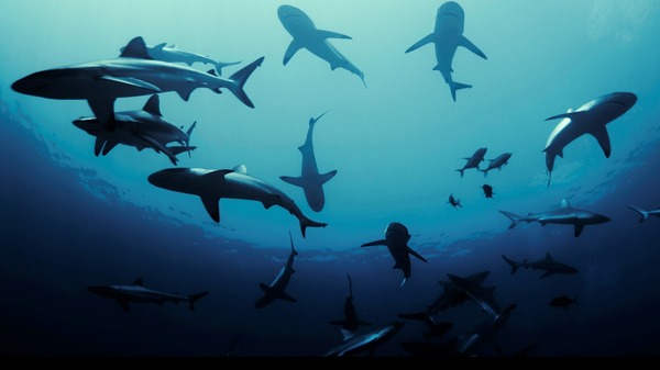 『デンジャラス・アニマルズ 絶望海域』©2025 ANIMAL HOLDINGS PTY LTD