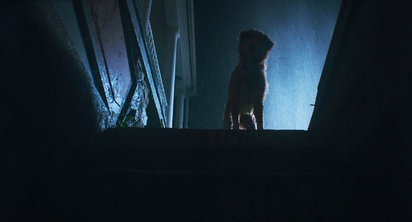 『GOOD BOY／グッド・ボーイ』© 2025 Whats Wrong With Your Dog, LLC. All Rights Reserved.