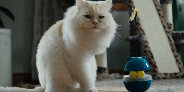 『猫たちと7000マイルの旅』©2025 Gray Hat Productions LLC All Rights Reserved