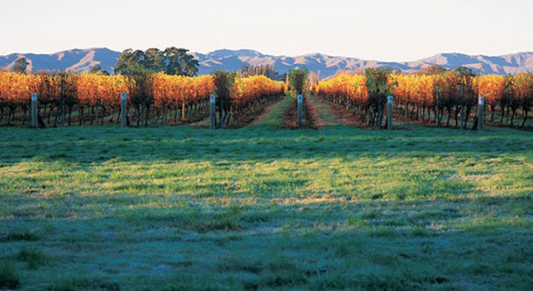ワイヘキ島の「Mudbrick Vineyard」