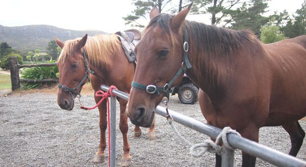 「Cape Farewell Horse Treks」の馬たち