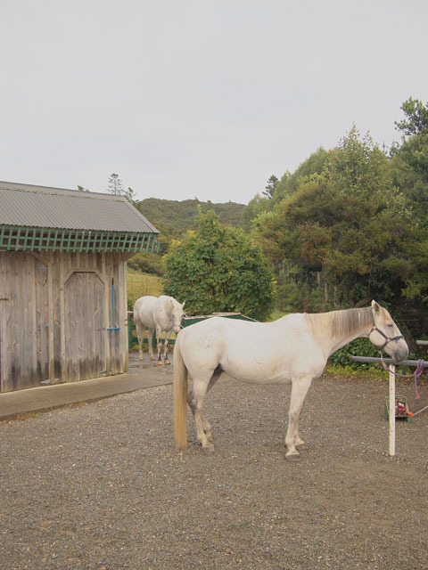 「Cape Farewell Horse Treks」