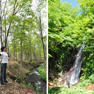 赤倉観光ホテル近くの妙高高原にて自然の力を体内に取り込むアクティブな癒し「森林セラピー」を体験。写真右は、香澄の滝。