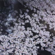 「PLANT A TREE」2011 &copy; mika ninagawa, Courtesy of Tomio Koyama Gallery