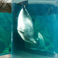 『旭山動物園物語　ペンギンが空をとぶ』 -(C) 2008『旭山動物園物語』製作委員会