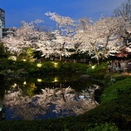 六本木ヒルズと毛利庭園の夜桜。