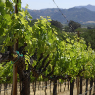 映画界の巨匠フランシス・フォード・コッポラが手掛けるワイナリー「フランシス・フォード・コッポラ・ワイナリー」。