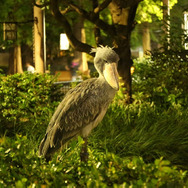 園内風景（ハチビロコウ）／上野動物園　写真：（公財）東京動物園協会