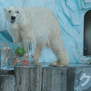 上野動物園のホッキョクグマに氷のプレゼント